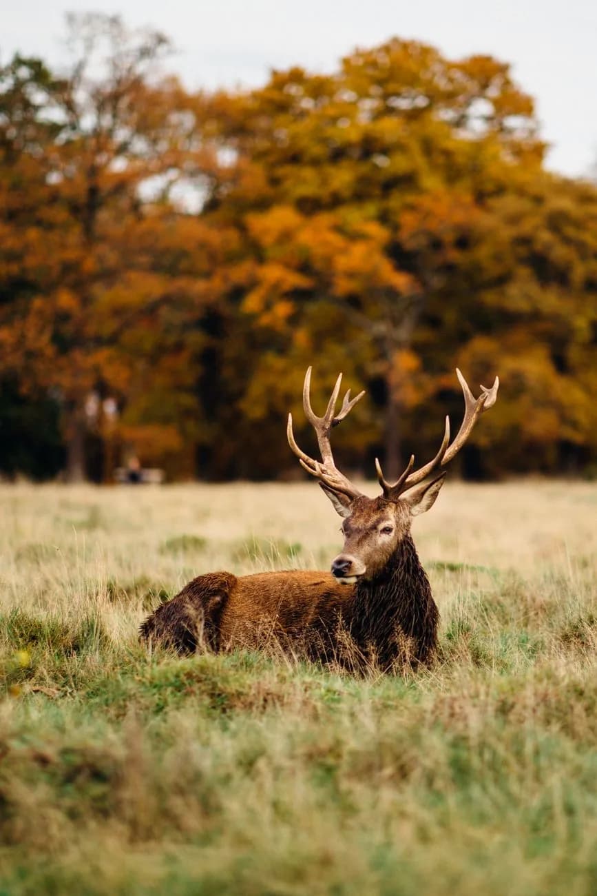 Cerf couché dans les hautes herbes de Richmond Park, à Londres, en automne