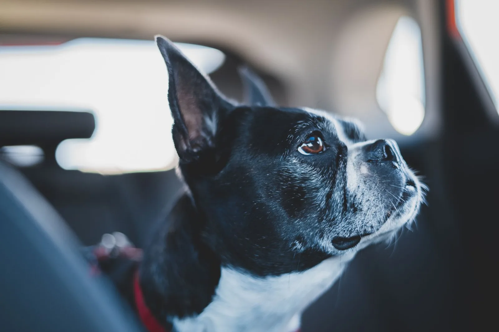 Chien noir et blanc assis dans une voiture, le regard tourné vers la vitre pendant un trajet