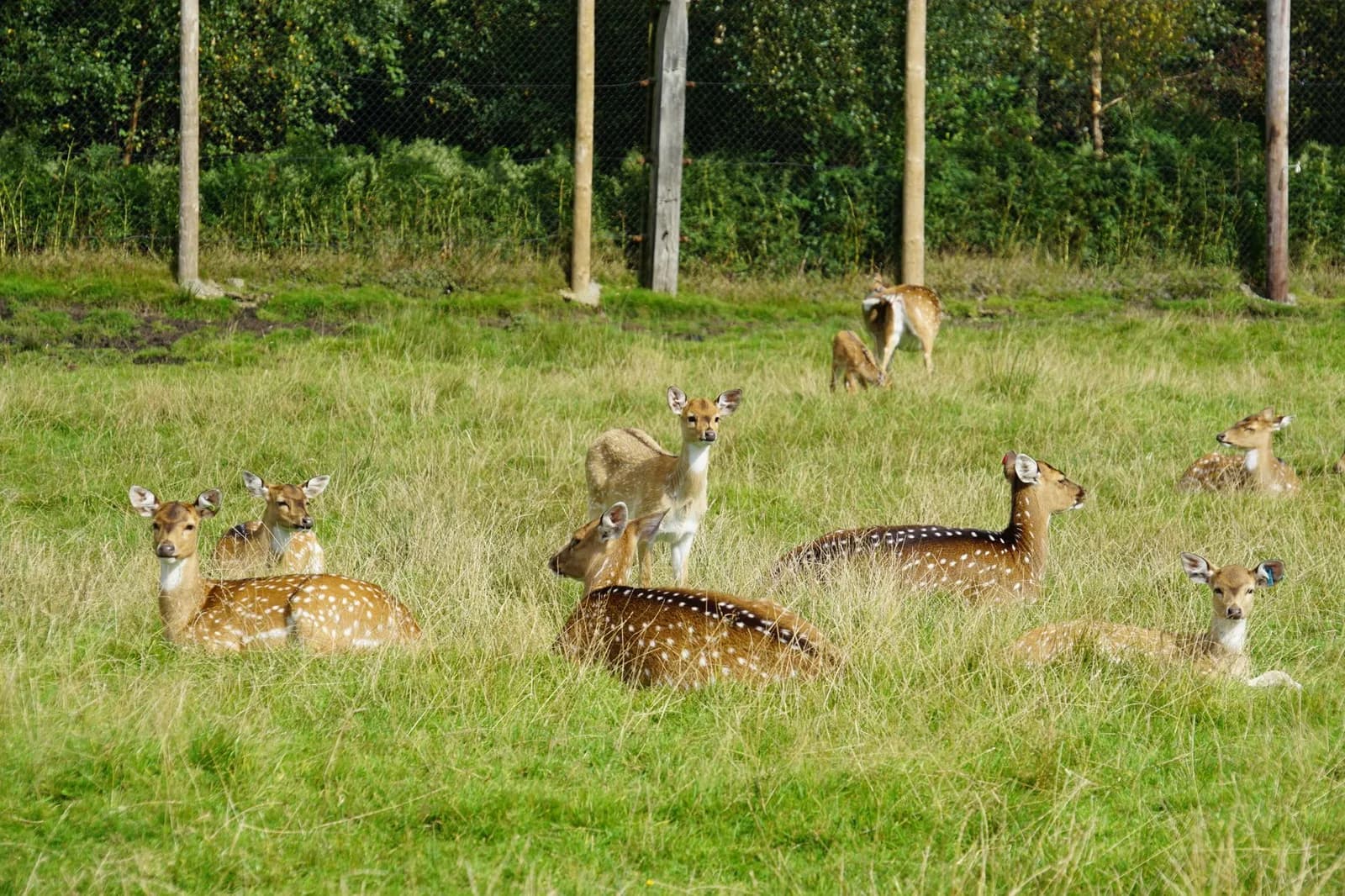 Troupeau de daims au repos dans une prairie bordée d'arbres