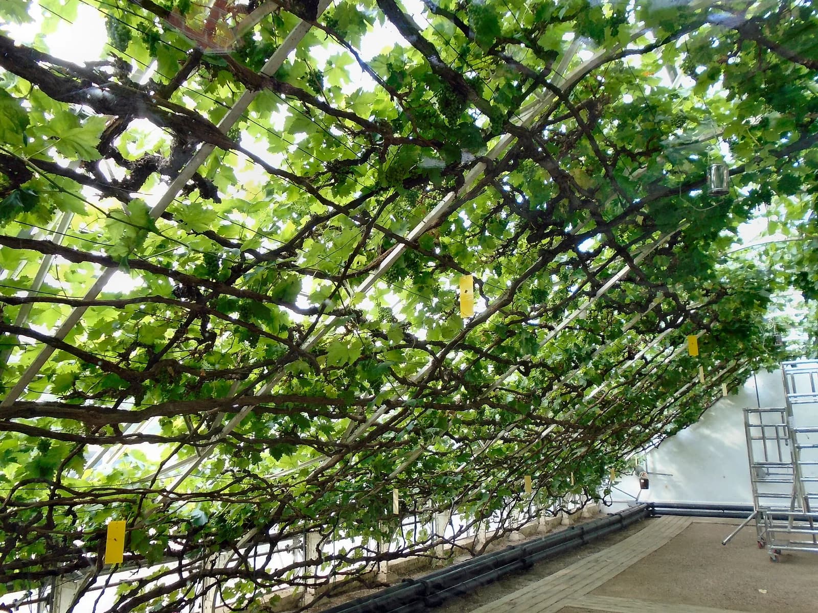 La Great Vine de Hampton Court palissadée sous la verrière de sa serre