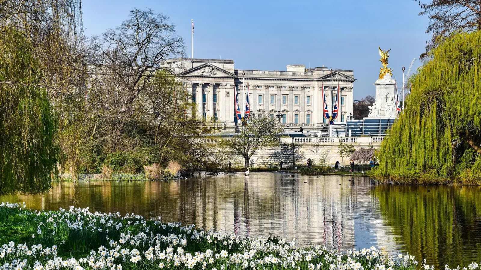 Le lac de St James's Park bordé de jonquilles et de saules, avec la façade de Buckingham Palace et le Victoria Memorial doré au fond