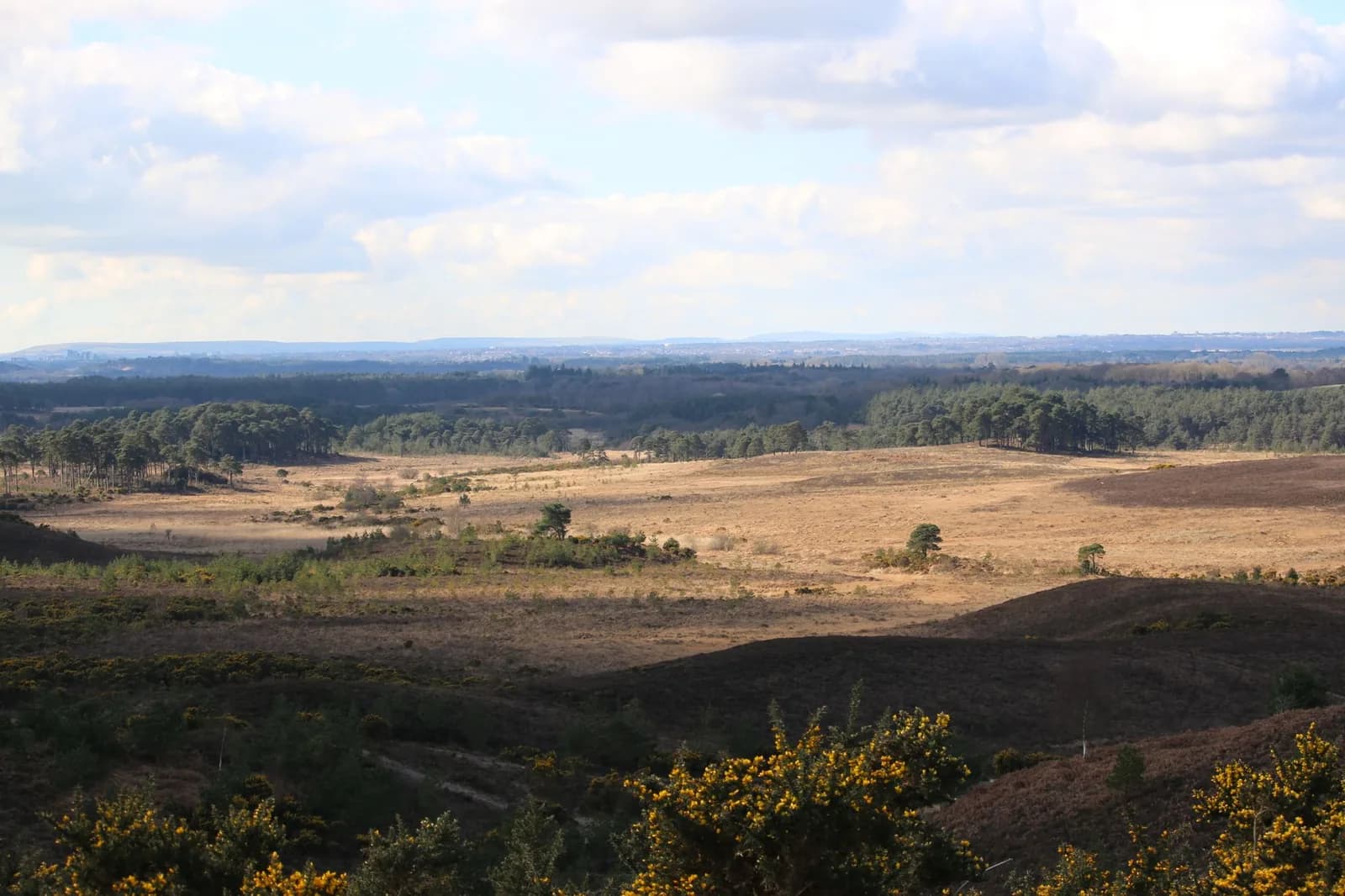 Lande ouverte couverte d'ajoncs, avec des bandes de bois à l'horizon