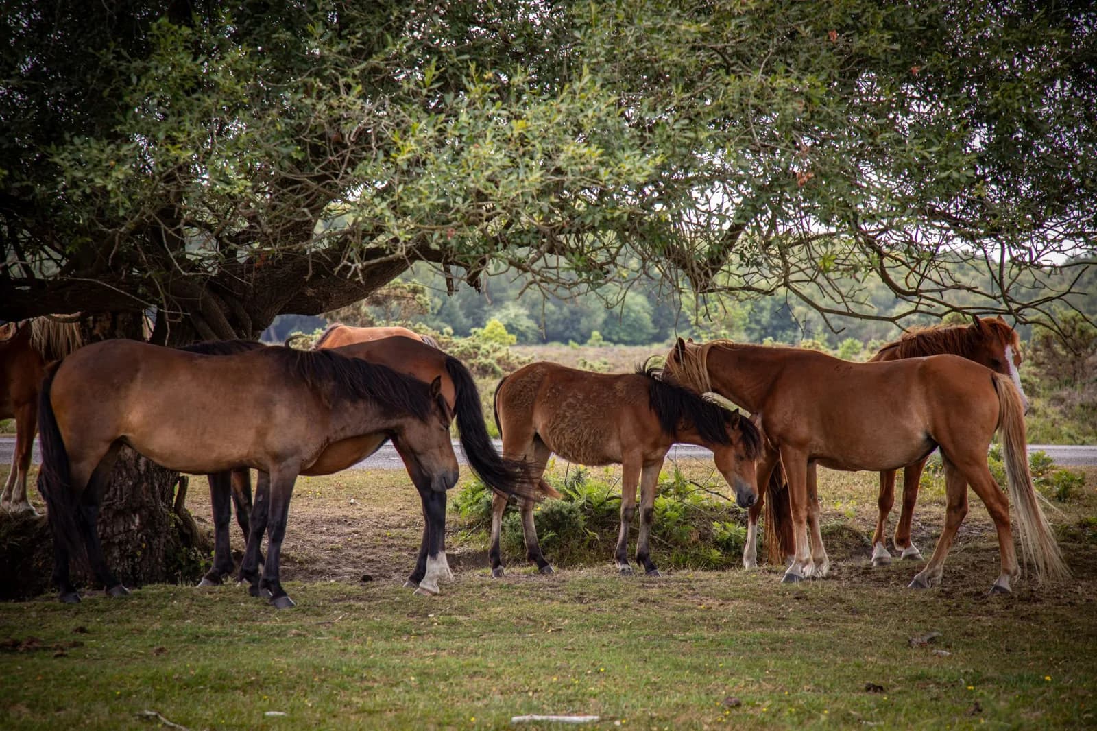 Groupe de poneys de la New Forest à l'ombre d'un arbre, au bord d'une route