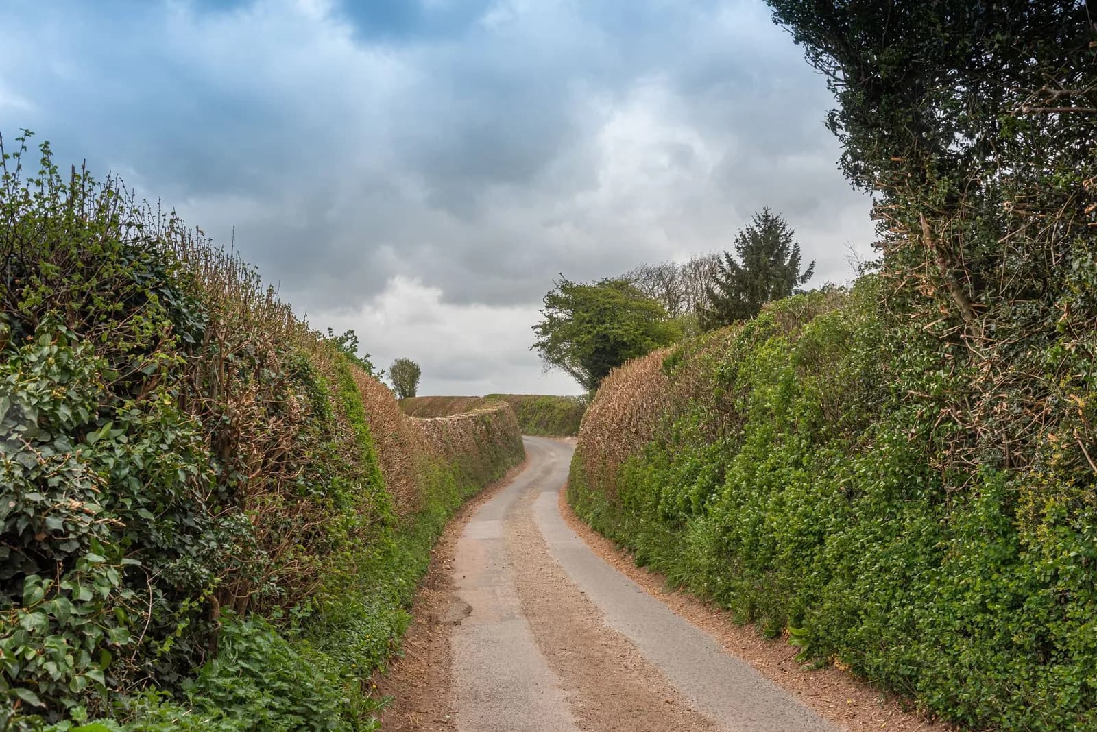 Route de campagne anglaise à voie unique bordée de hautes haies