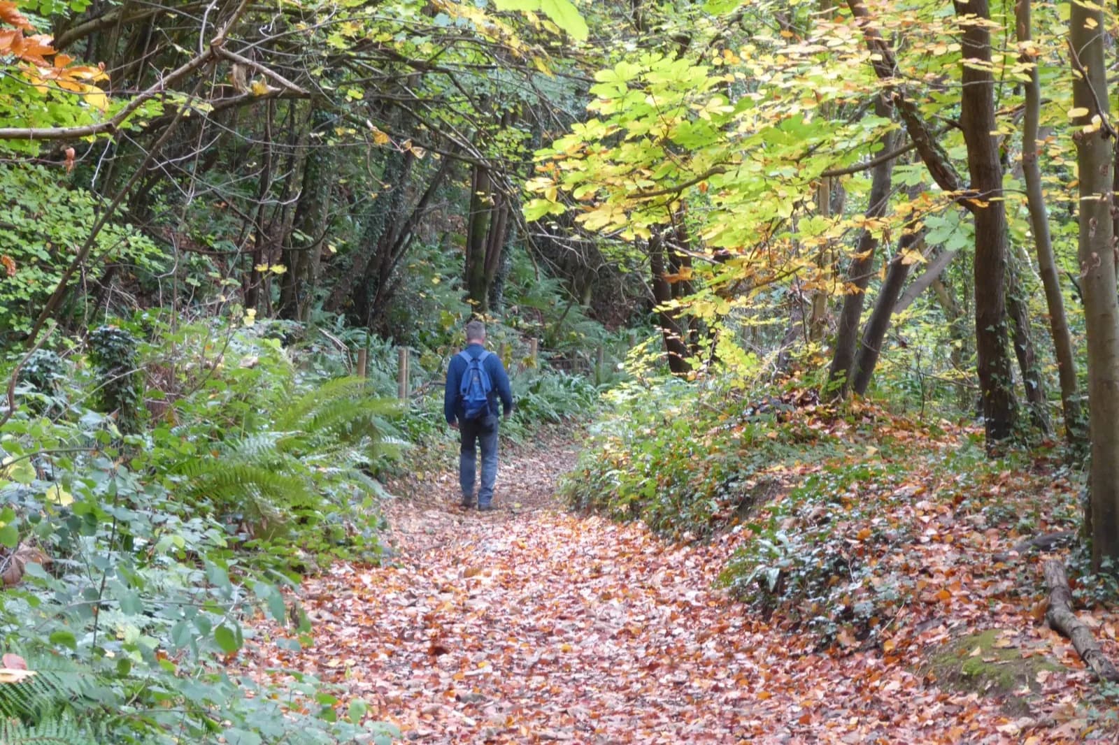 Randonneur sur un sentier en sous-bois couvert de feuilles, sur le Cotswold Way
