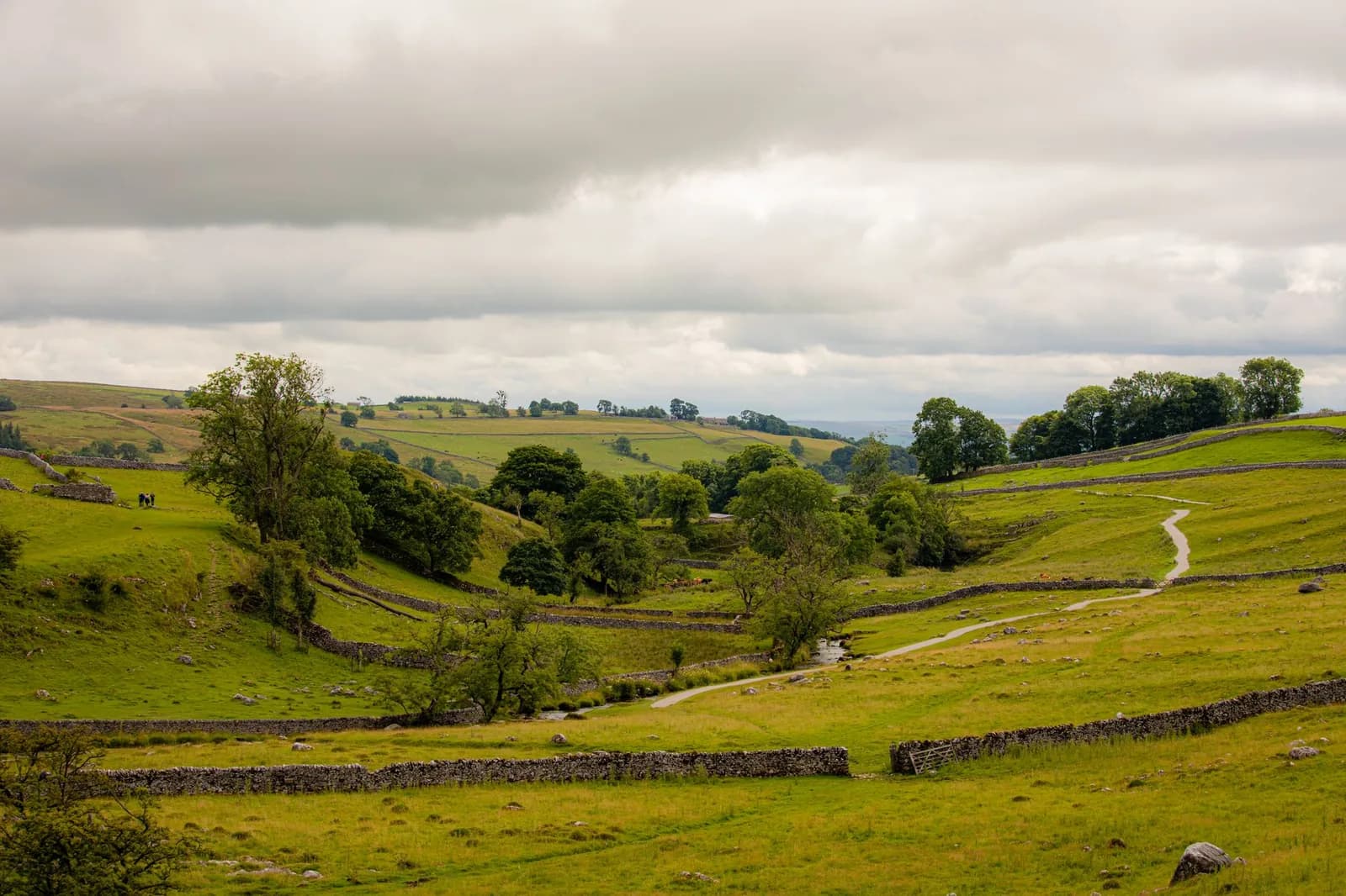 Vallée du Yorkshire découpée par des murets de pierre sèche