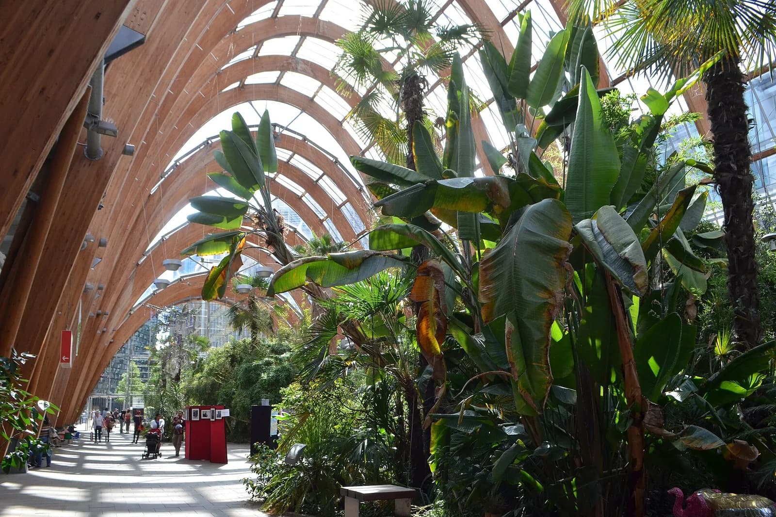 Intérieur du Winter Garden de Sheffield, arcs de bois lamellé et plantes sous la verrière